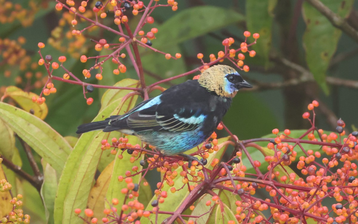 Golden-hooded Tanager - ML643395043
