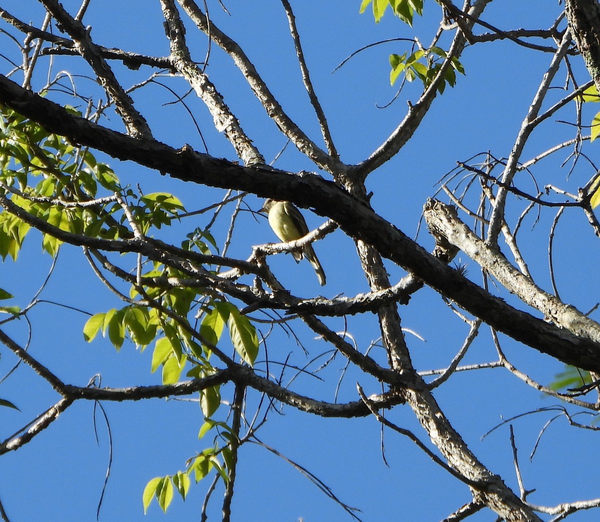 Dusky-capped Flycatcher - ML643395049