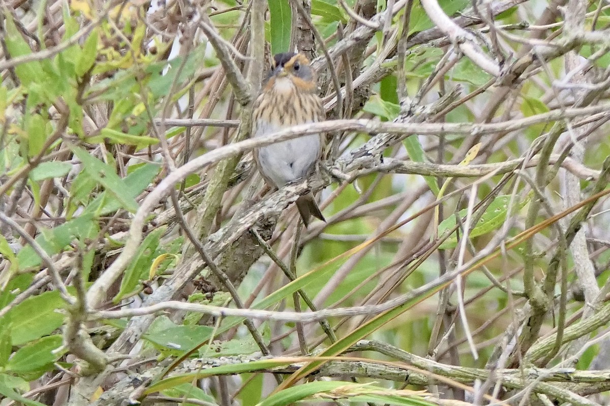 Saltmarsh Sparrow - ML643395051