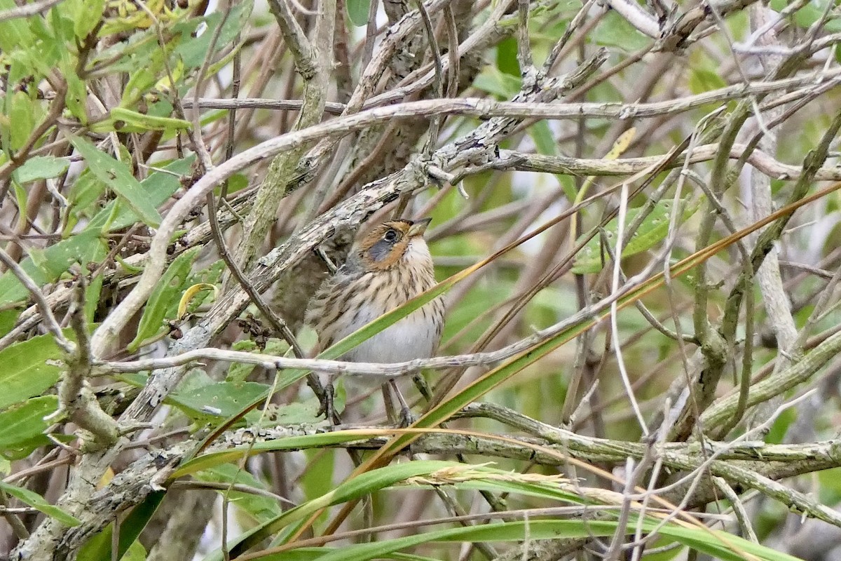 Saltmarsh Sparrow - ML643395052