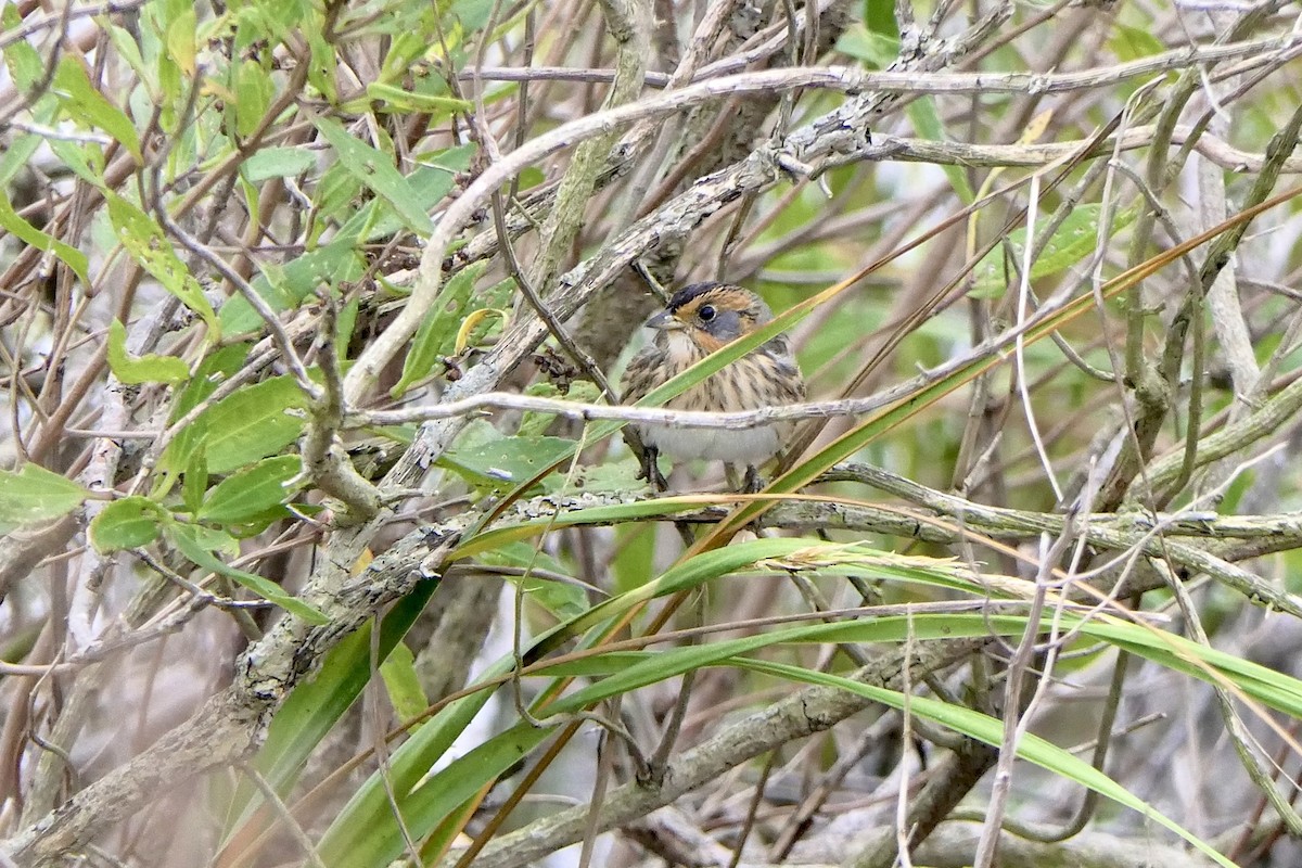 Saltmarsh Sparrow - ML643395053