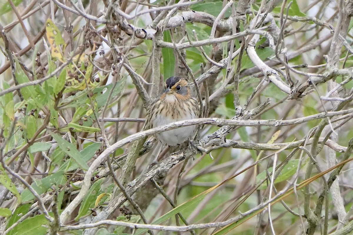Saltmarsh Sparrow - ML643395054