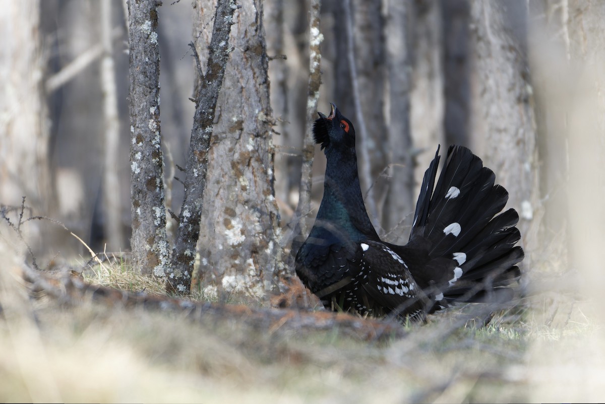 Black-billed Capercaillie - ML643395112