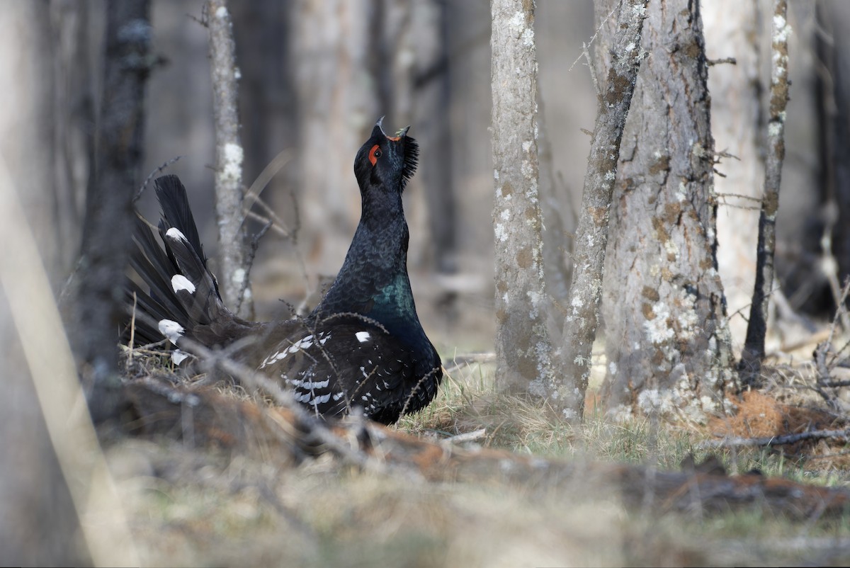 Black-billed Capercaillie - ML643395113