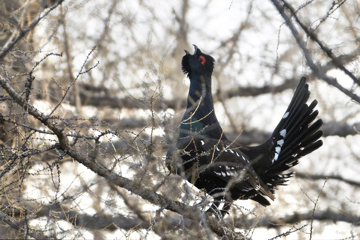 Black-billed Capercaillie - ML643395114