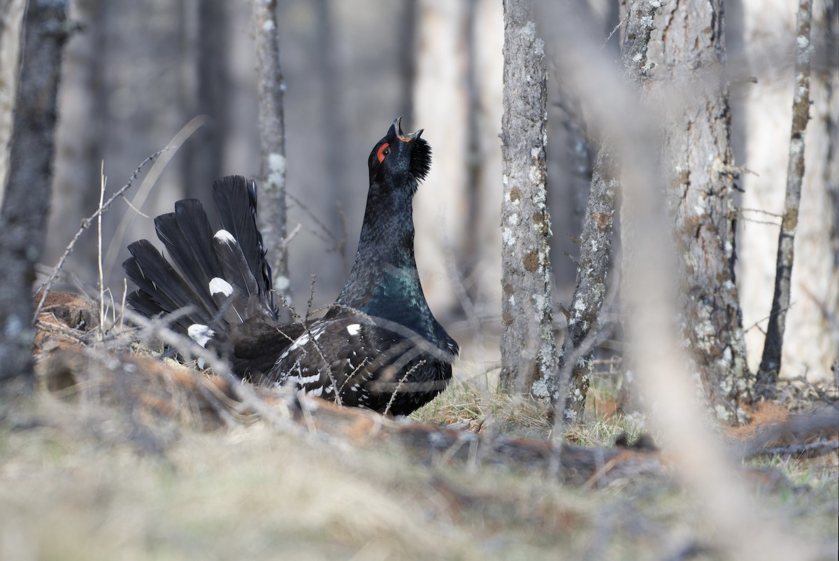 Black-billed Capercaillie - ML643395115