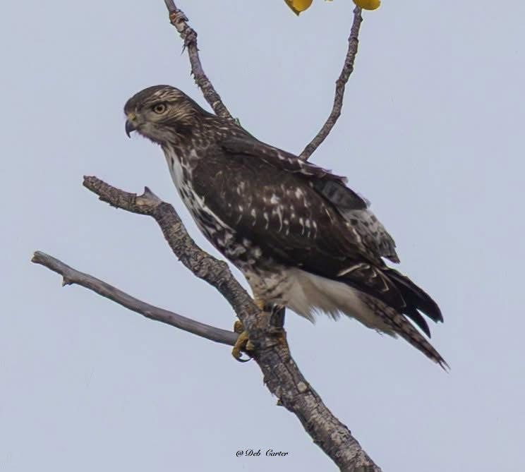 Rotschwanzbussard - ML643395136