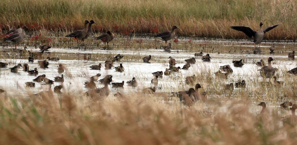 Green-winged Teal (Eurasian) - ML643395141