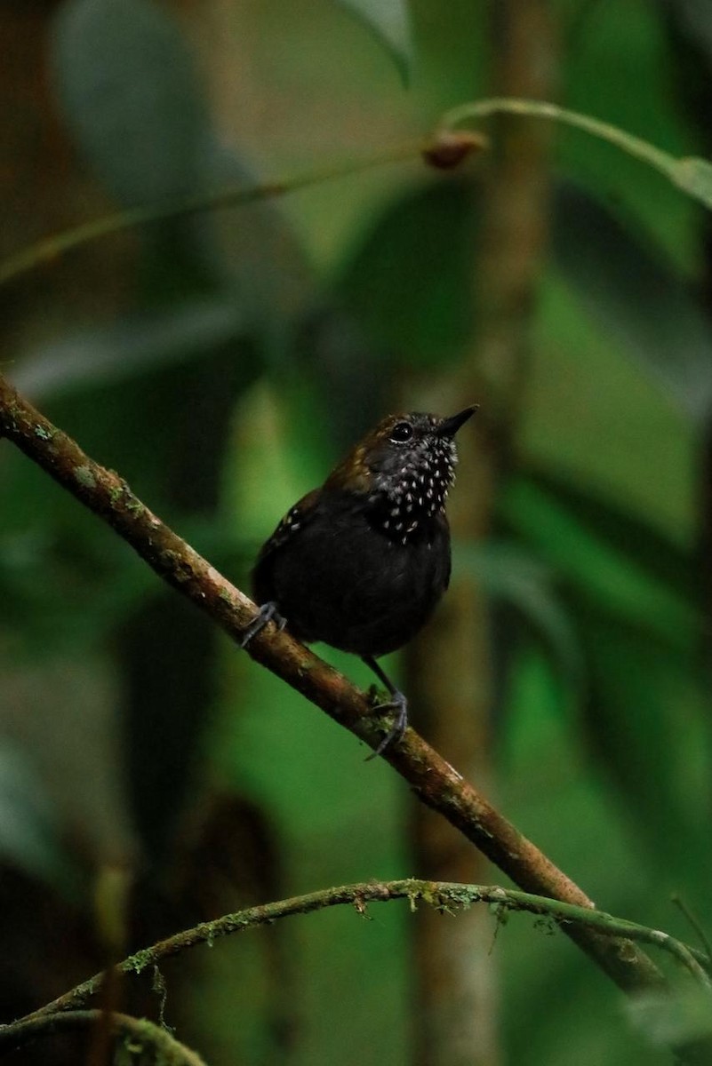 Star-throated Antwren - ML643395145