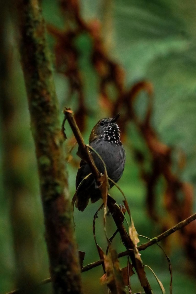Star-throated Antwren - ML643395146