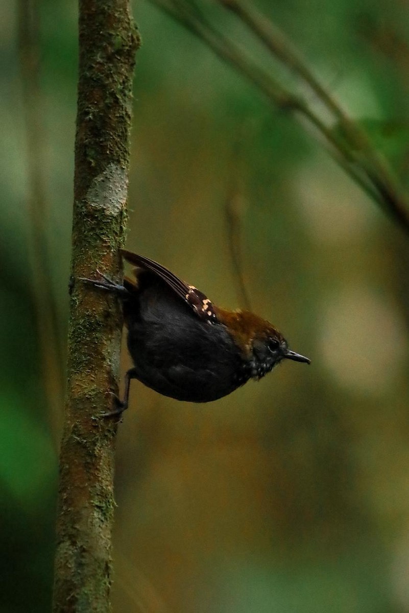 Star-throated Antwren - ML643395147