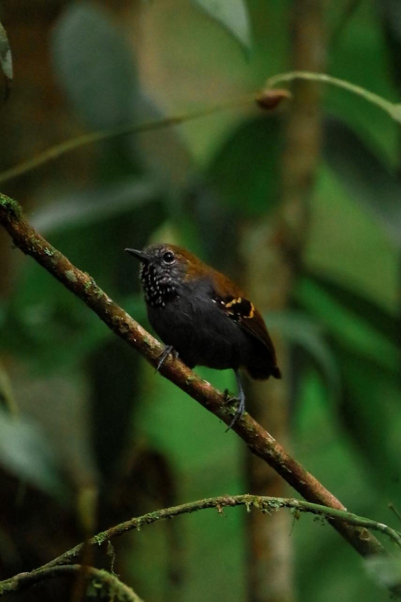 Star-throated Antwren - ML643395148