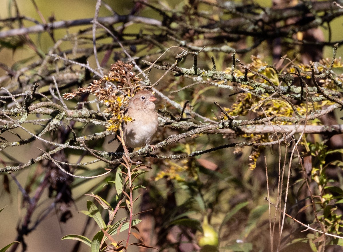 Field Sparrow - ML643395157