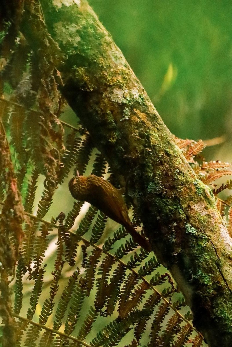 Lesser Woodcreeper - ML643395164