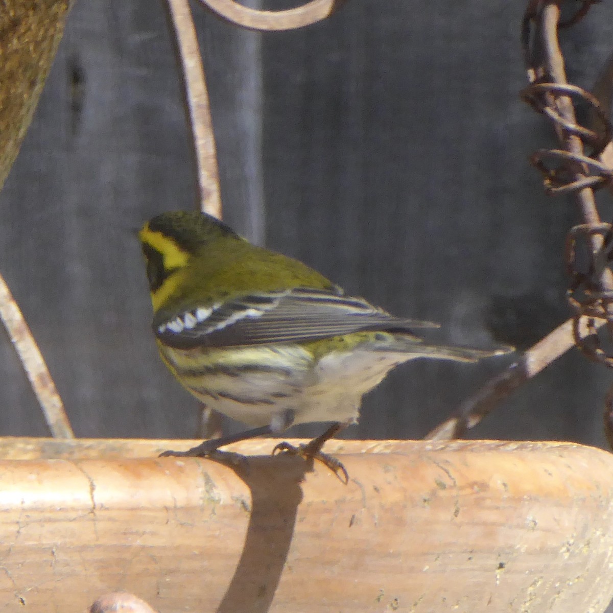 Townsend's Warbler - ML643395170