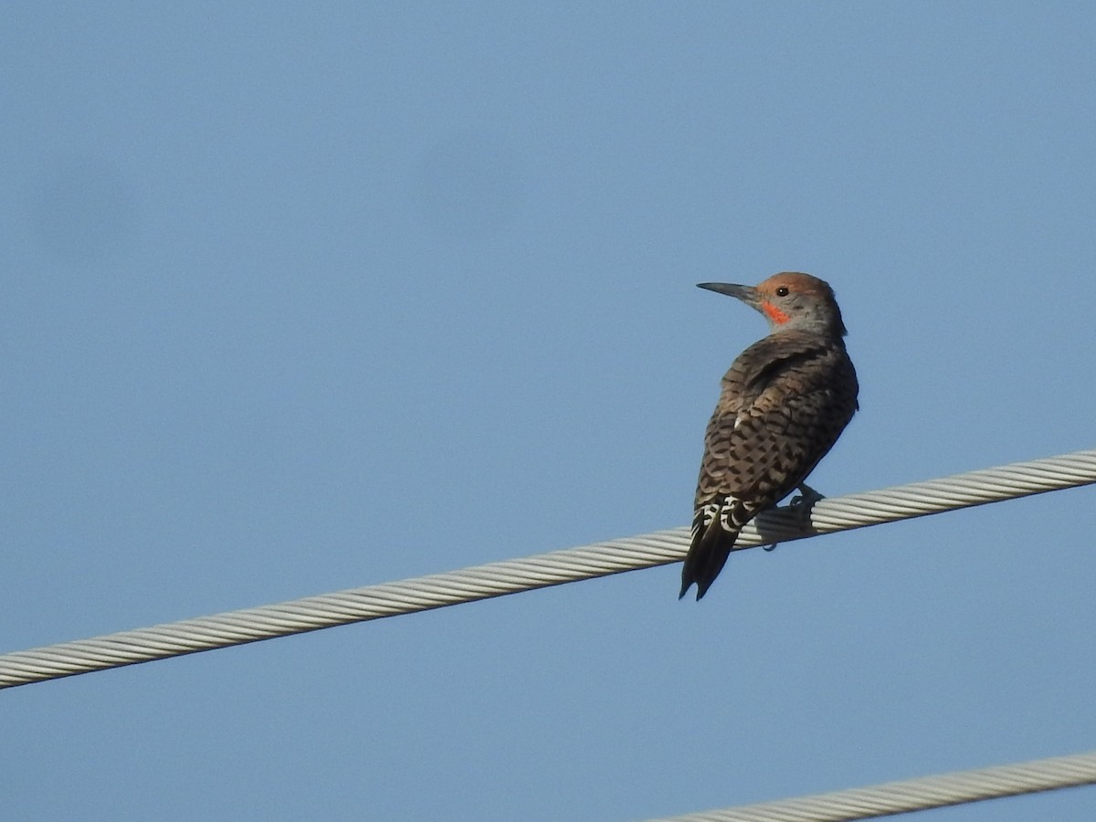 Gilded Flicker - ML643395181