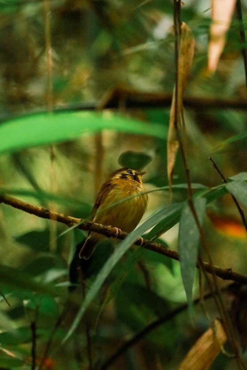 Gelbscheitel-Spatelschnabeltyrann - ML643395183