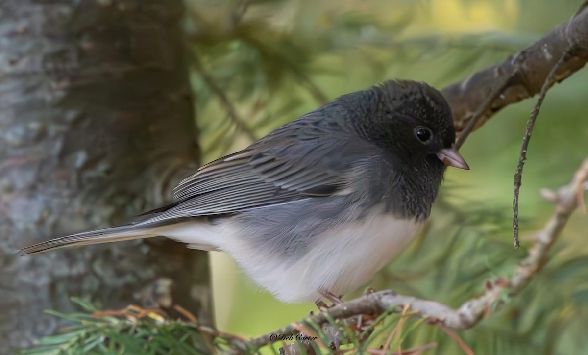 Dark-eyed Junco - ML643395193