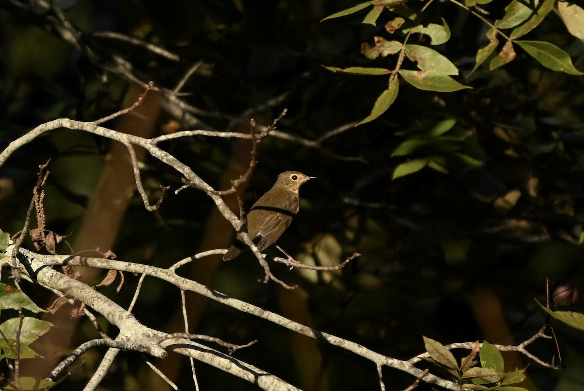 Swainson's Thrush - ML643395224