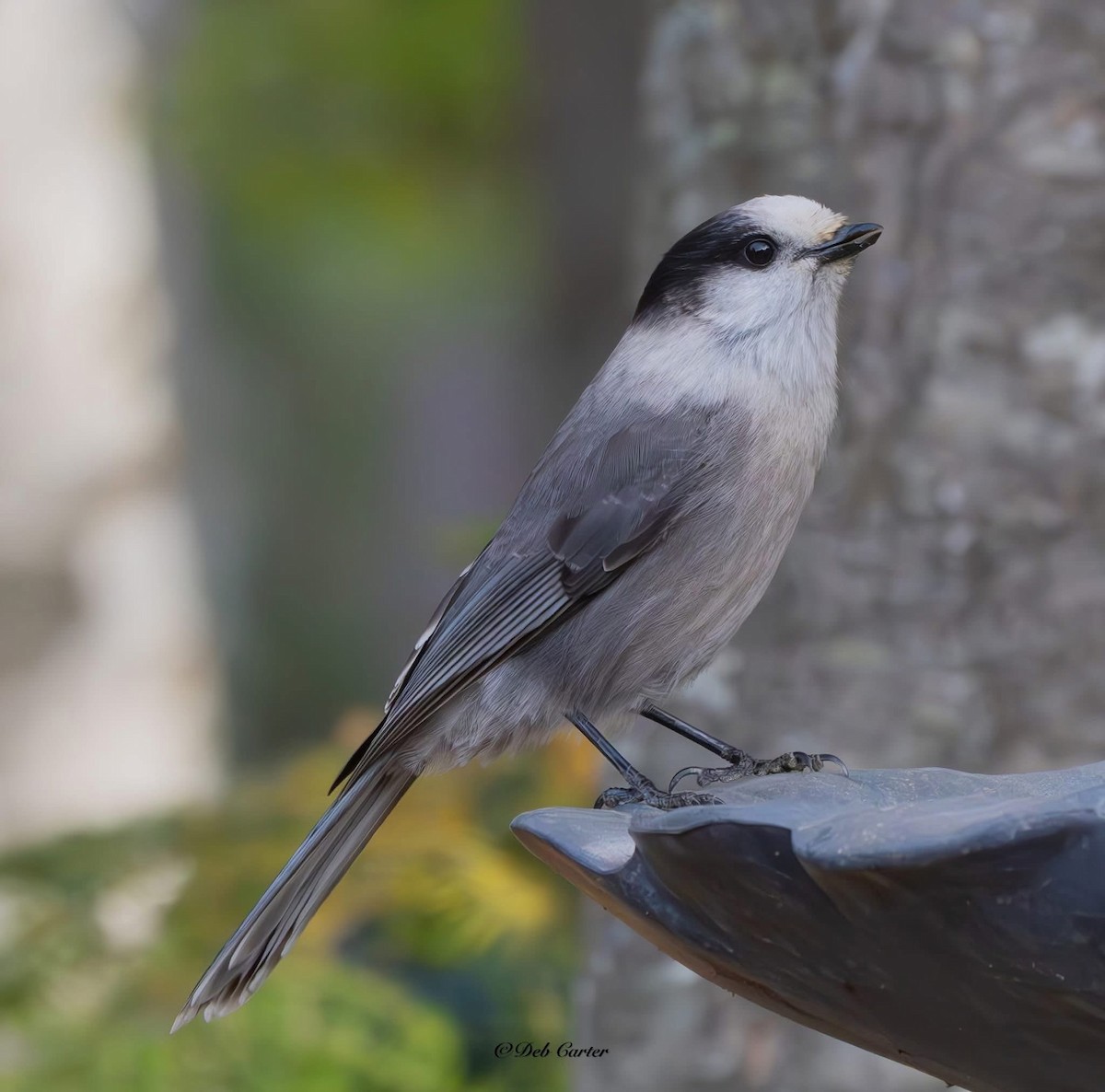 Meisenhäher - ML643395226