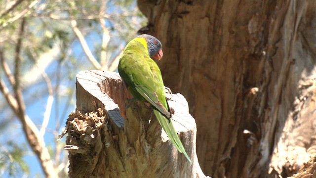 Rainbow Lorikeet - ML643395229