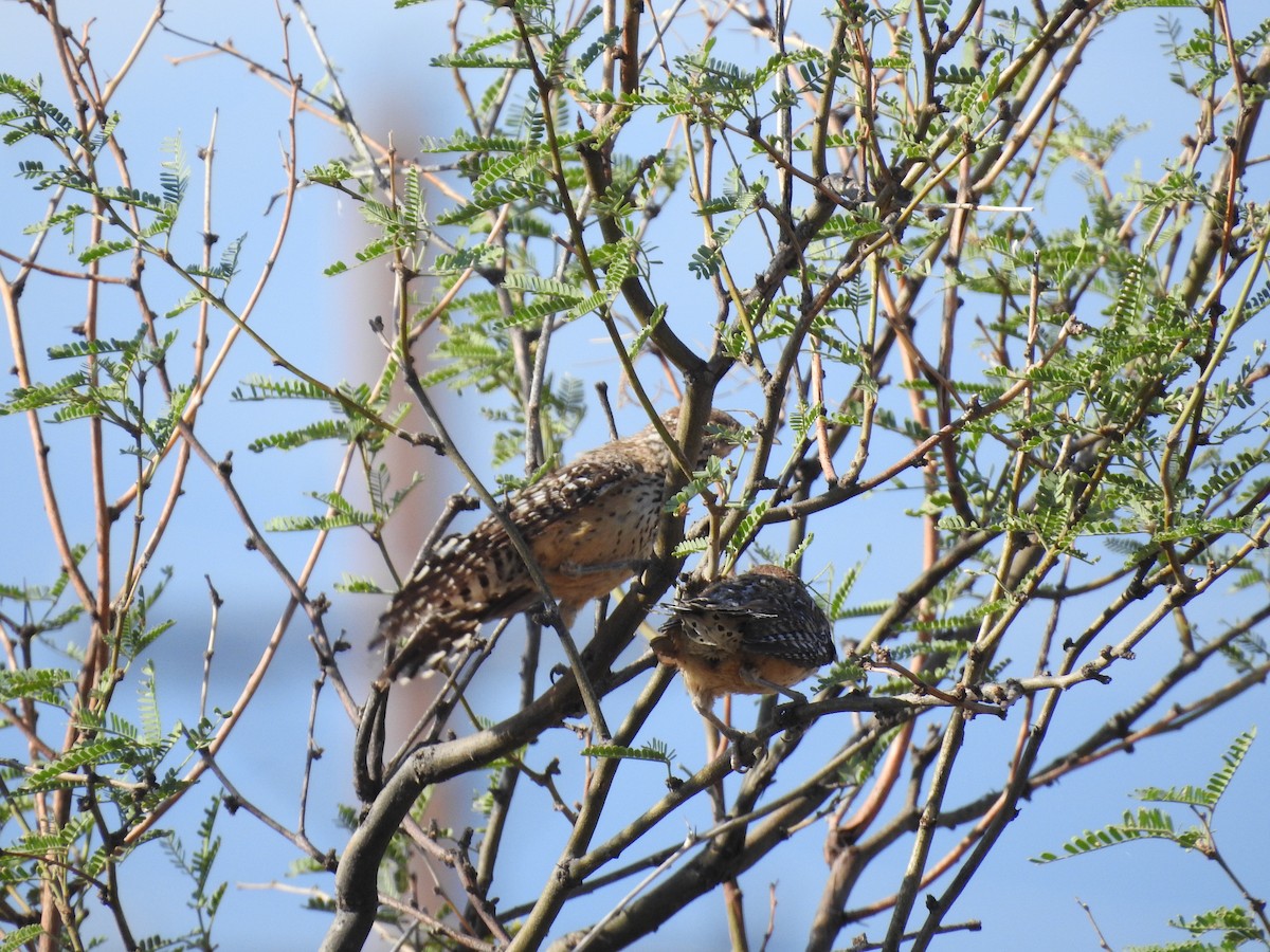 Cactus Wren - ML643395238