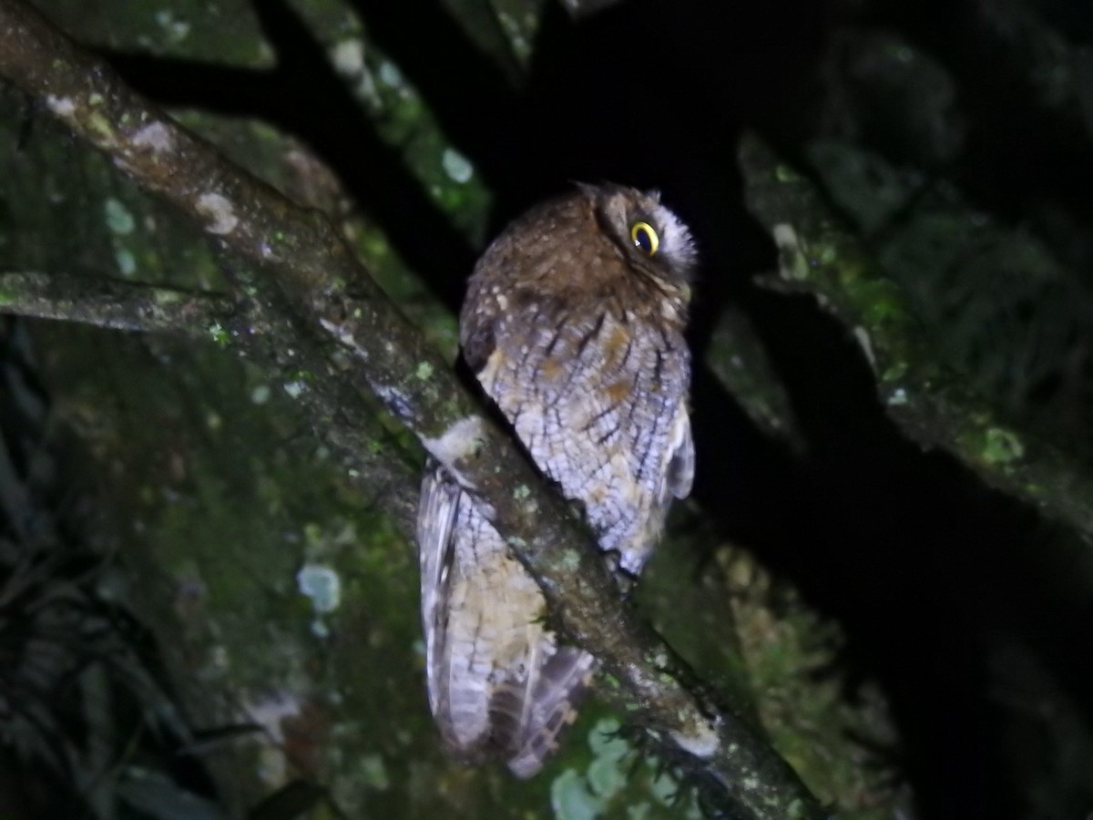 Long-tufted Screech-Owl - ML643395248