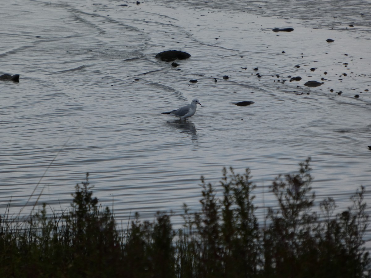 Bonaparte's Gull - ML643395253