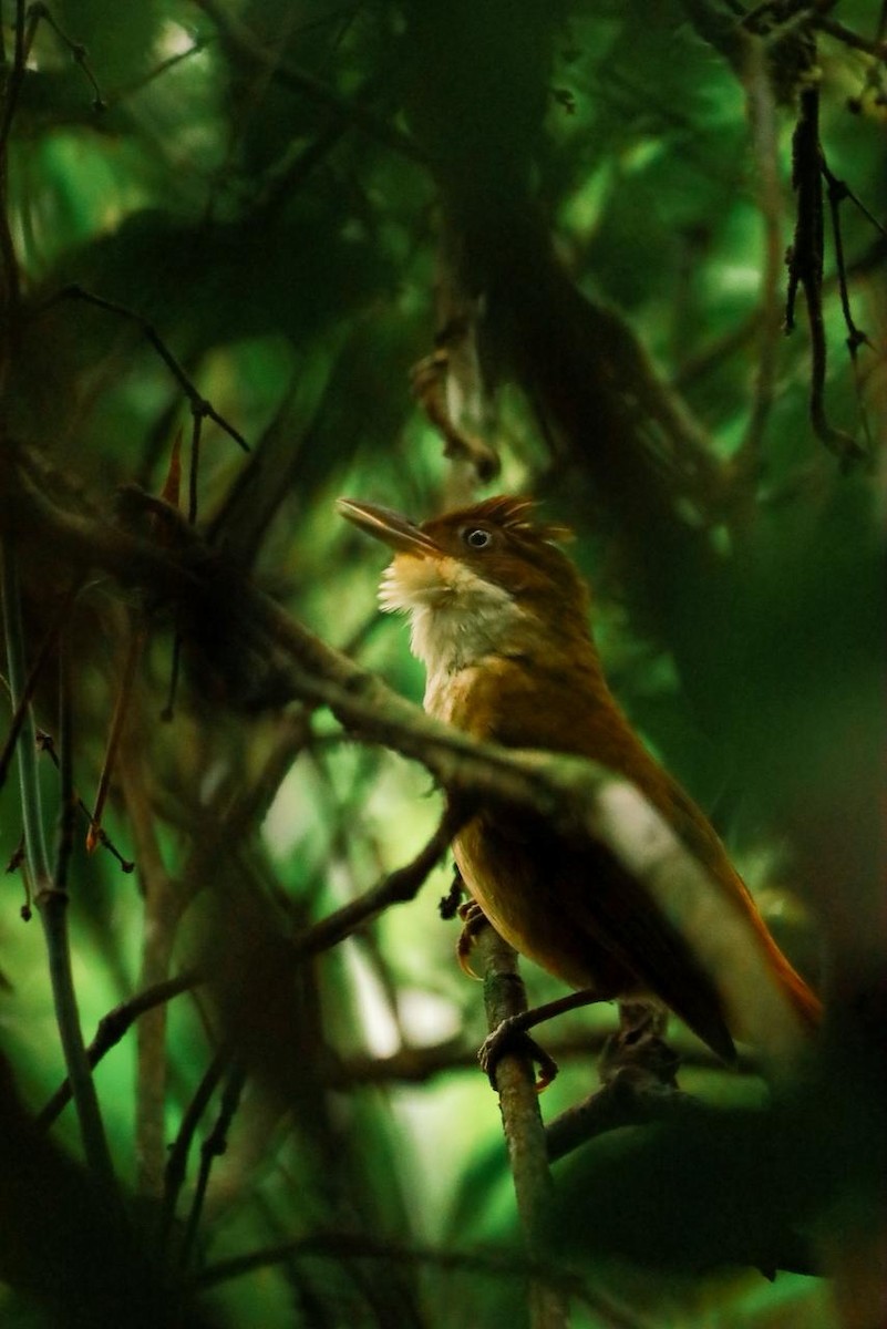 Філідор-лісовик білоокий - ML643395256