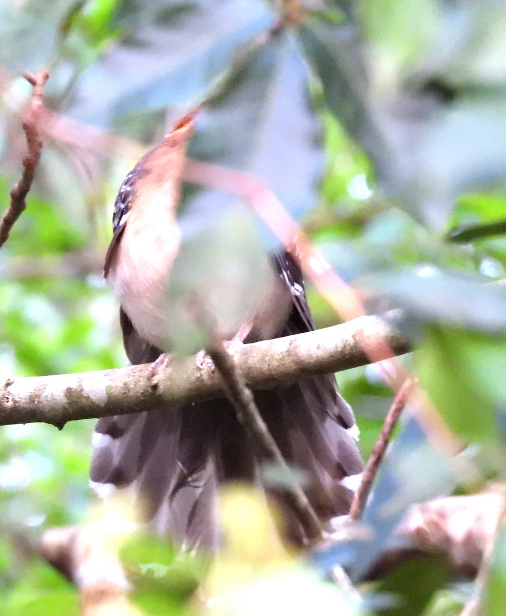 Tavus Guguğu - ML643395258