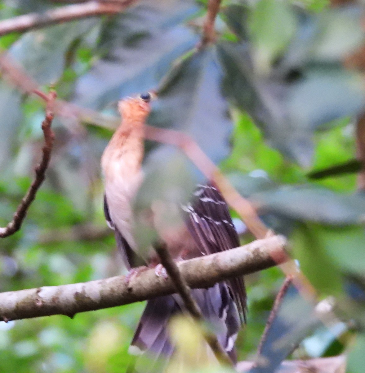 Tavus Guguğu - ML643395259