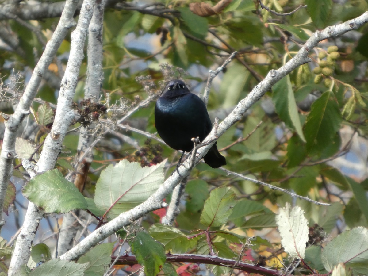 Brewer's Blackbird - ML643395274