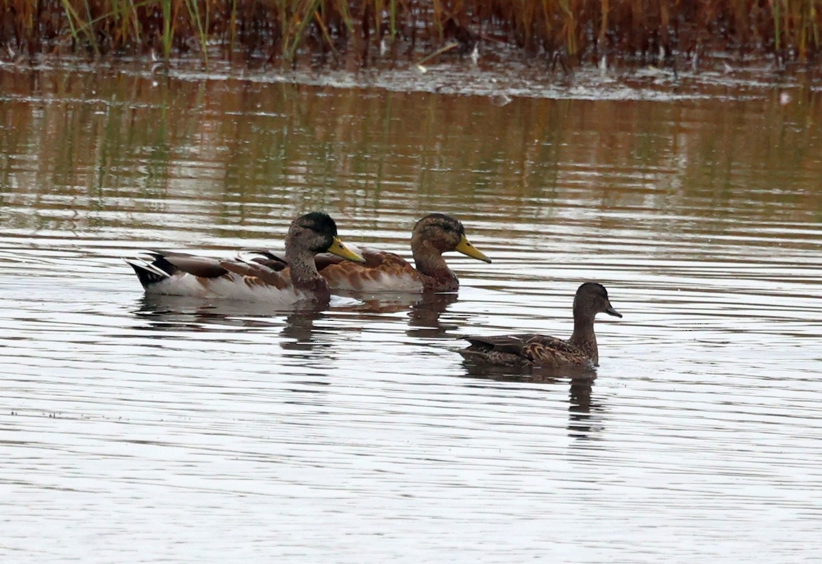 Mallard - ML643395282