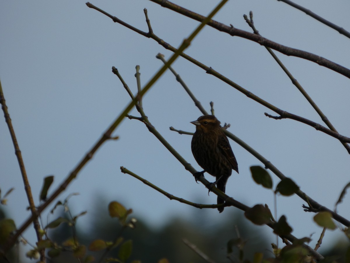 Red-winged Blackbird - ML643395290