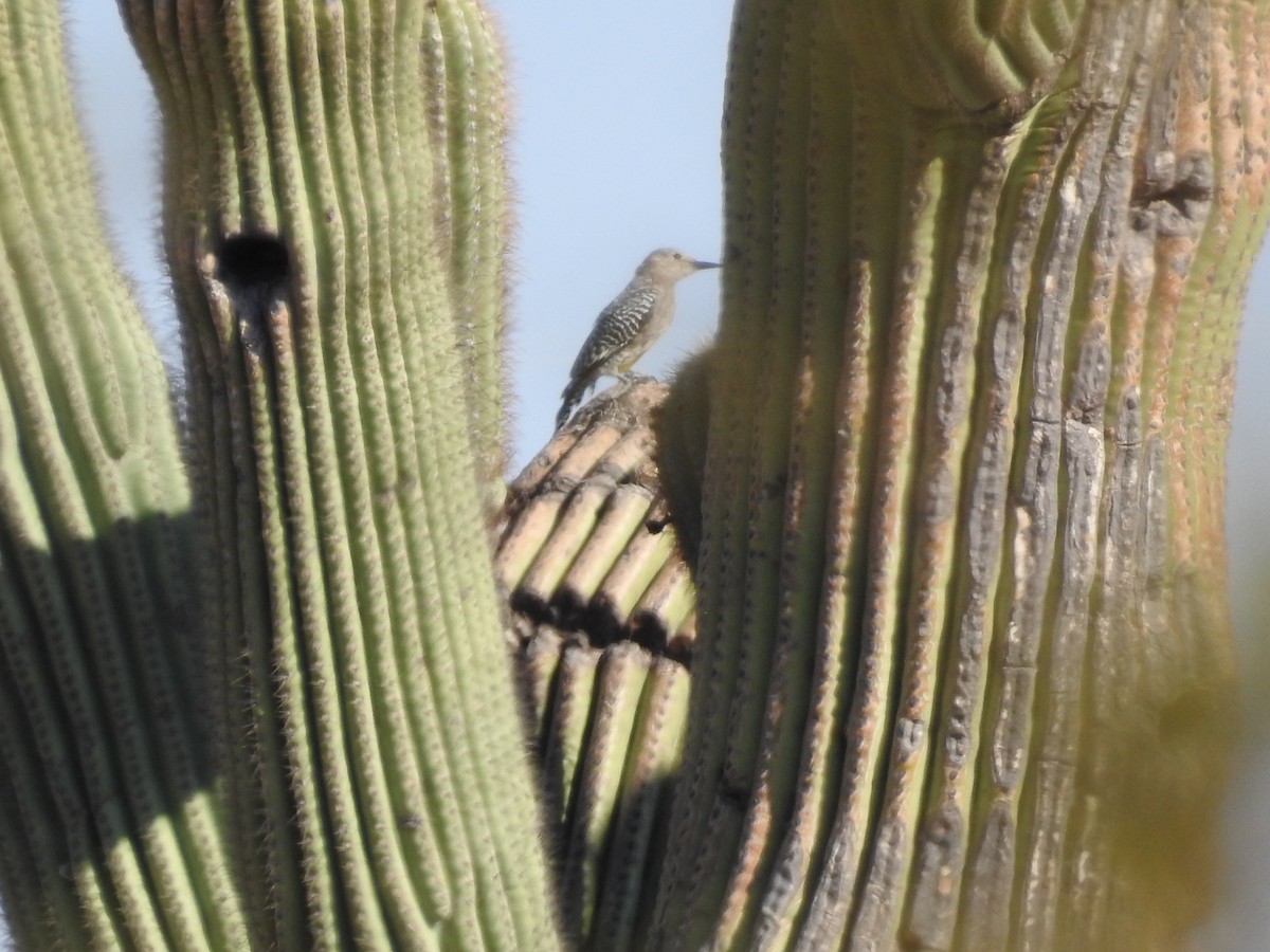Gila Woodpecker - ML643395306