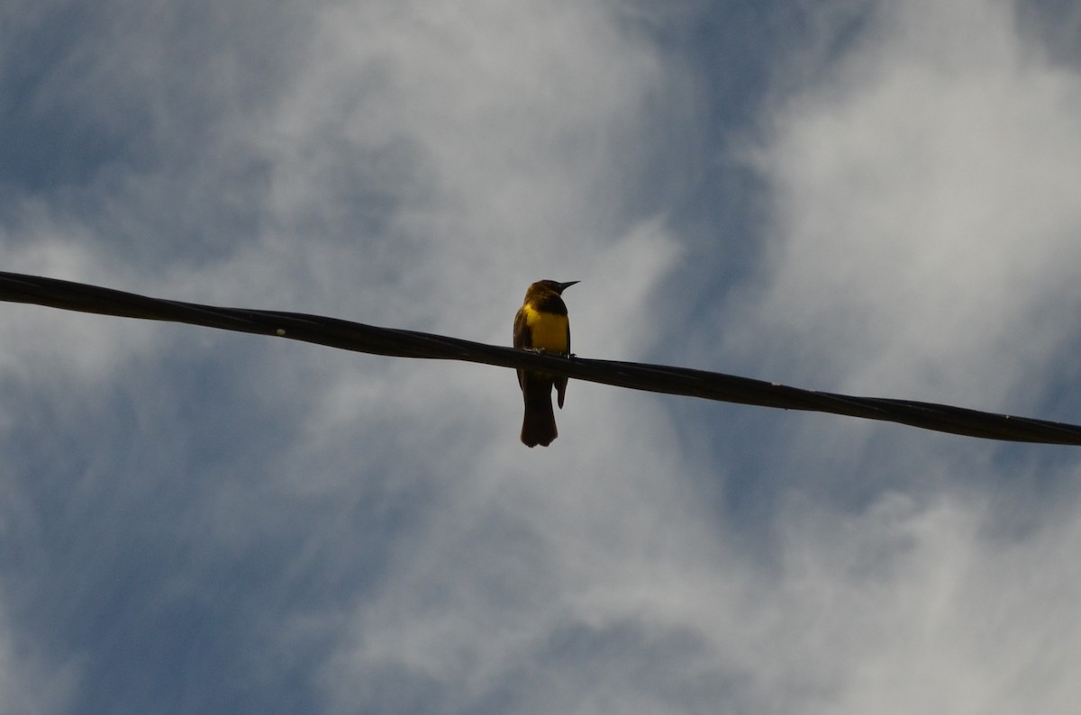 Brown-and-yellow Marshbird - ML643395319