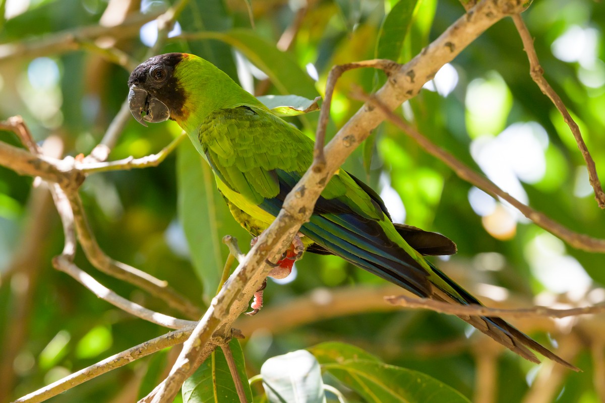 Nanday Parakeet - ML643395321