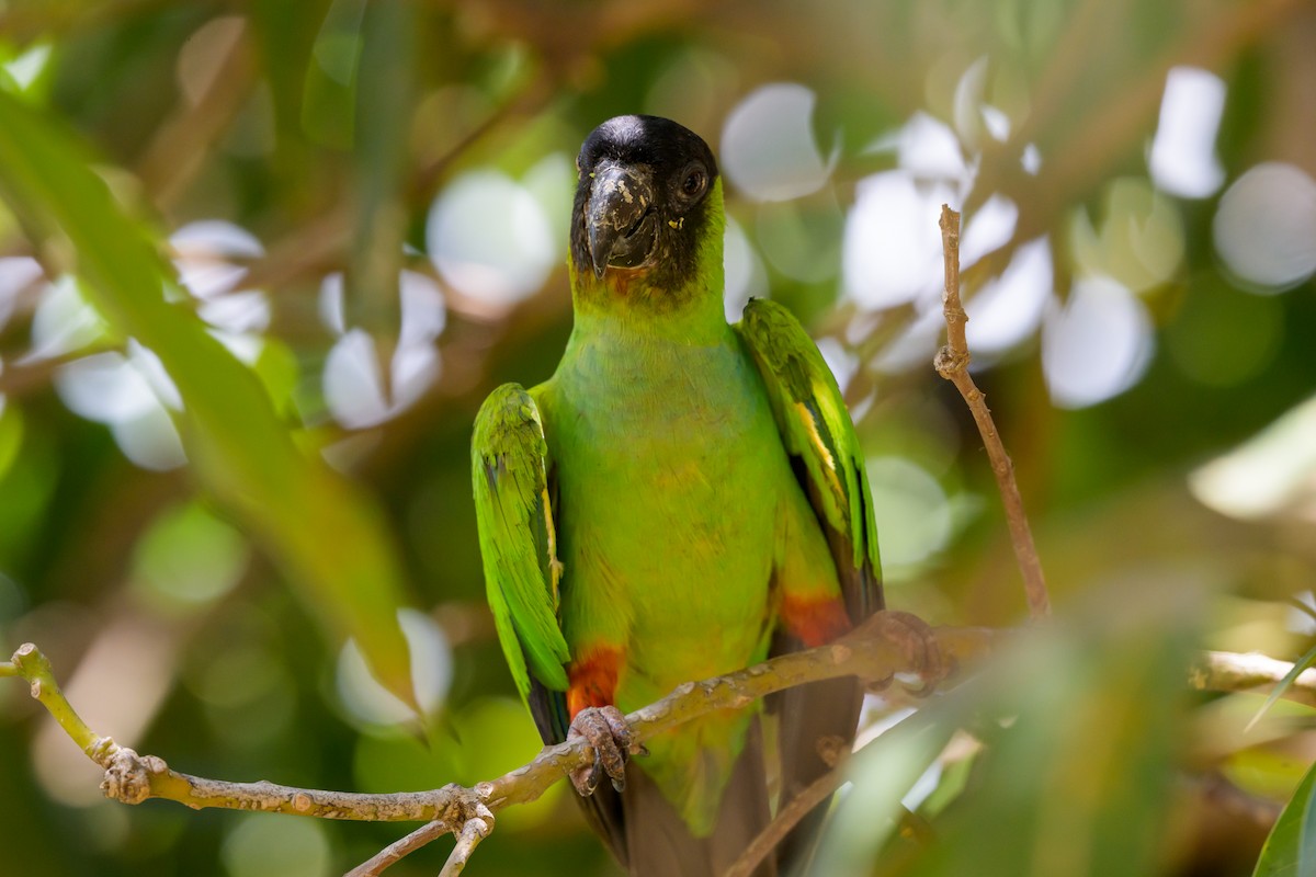 Nanday Parakeet - ML643395322