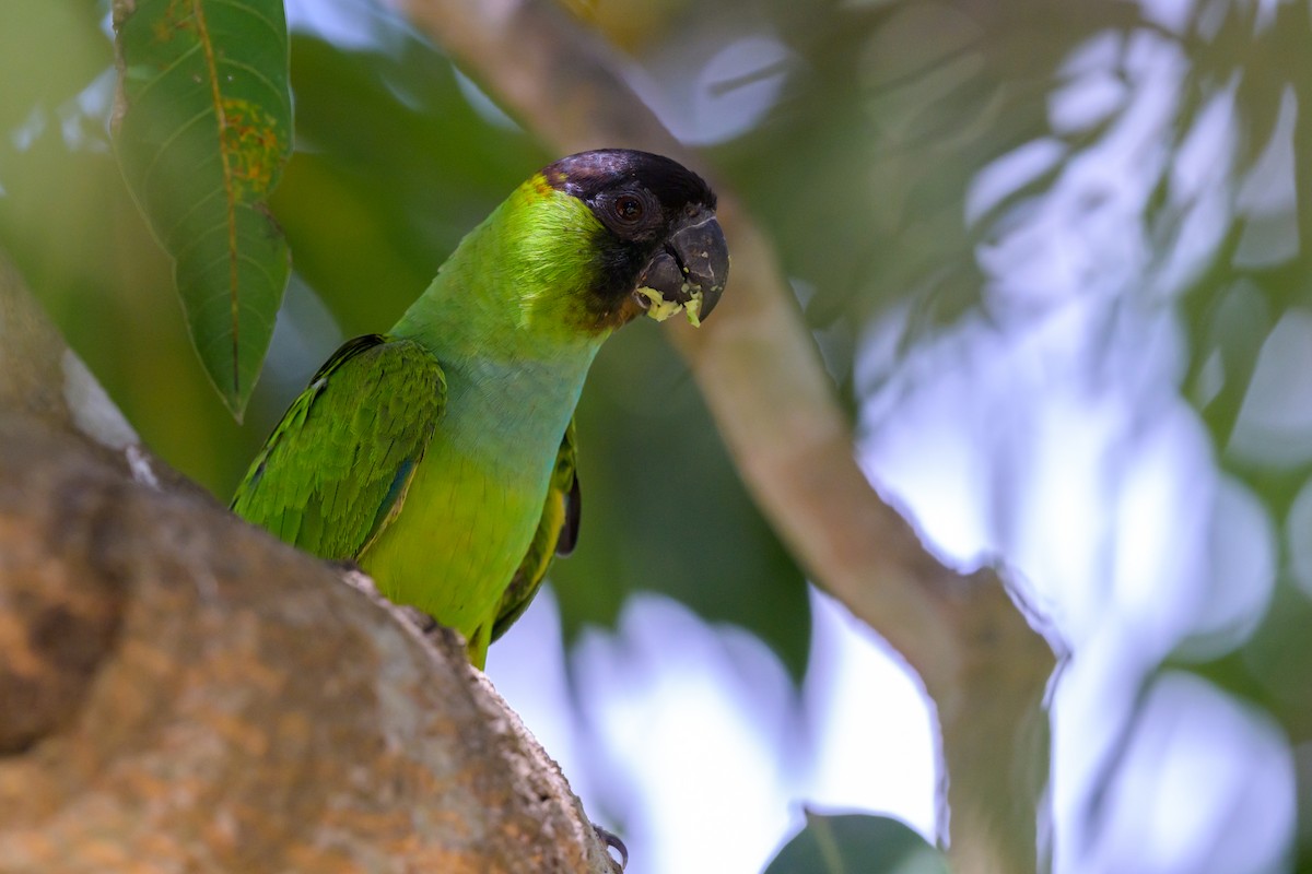 Nanday Parakeet - ML643395323