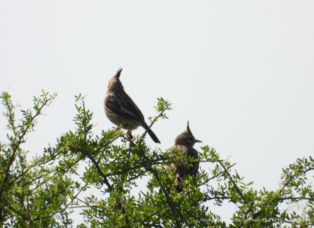 Annumbi alouette - ML643395330