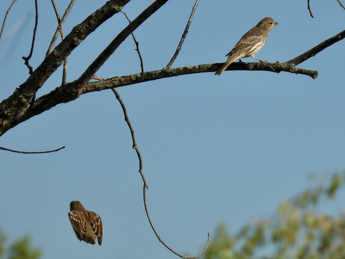 House Finch - ML643395337