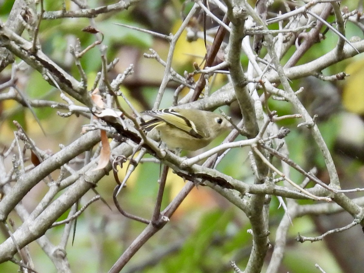 Ruby-crowned Kinglet - ML643395364