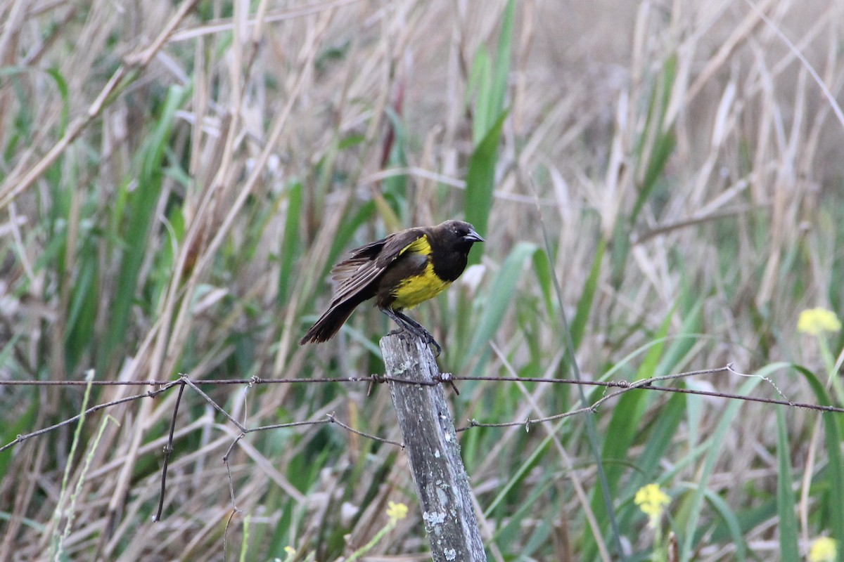 Brown-and-yellow Marshbird - ML643395414