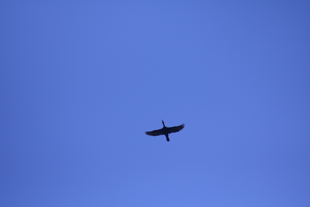 Double-crested Cormorant - ML643395425