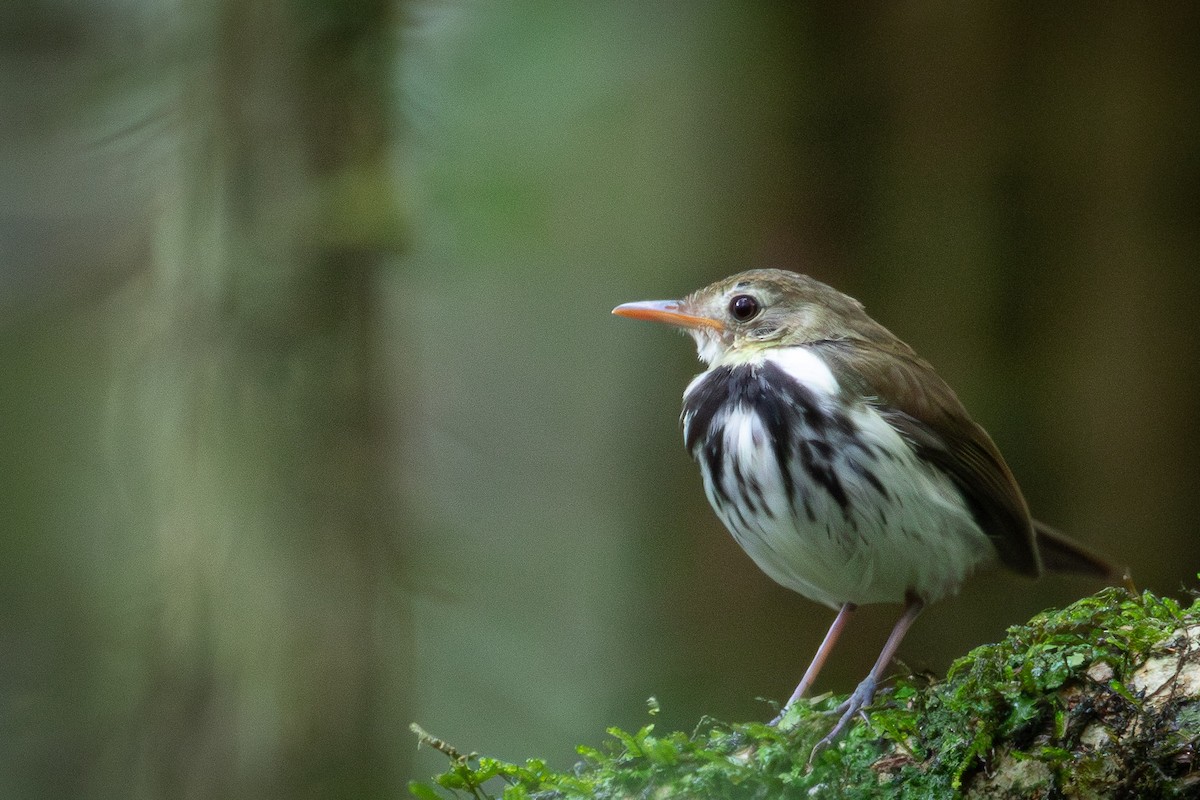 Southern Antpipit - ML643395429