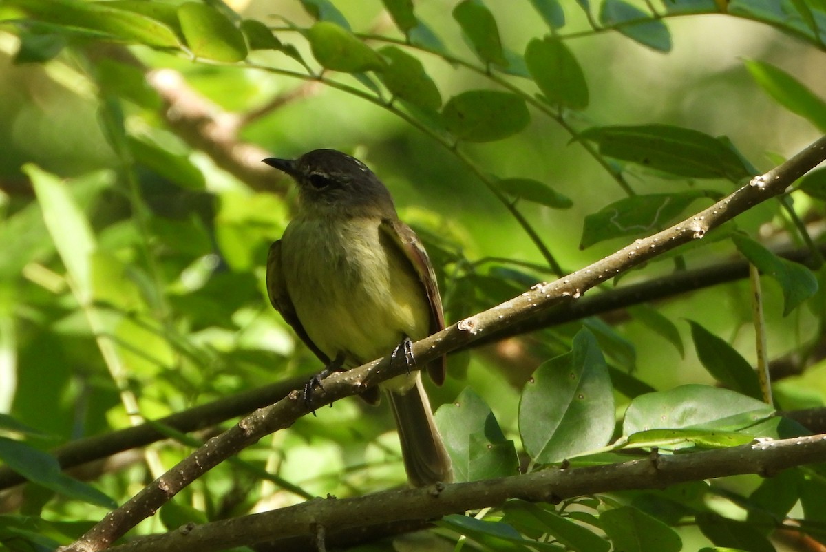 Forest Elaenia - ML643395430