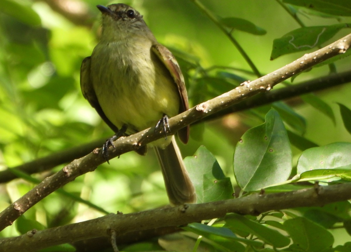 Forest Elaenia - ML643395432