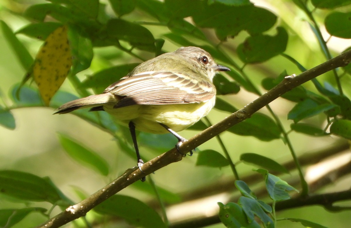 Forest Elaenia - ML643395433