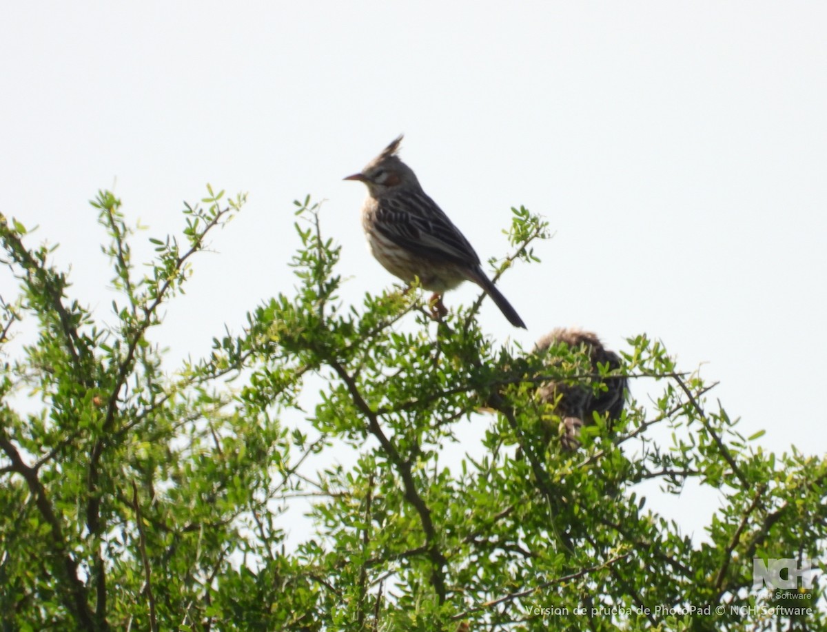 Annumbi alouette - ML643395443