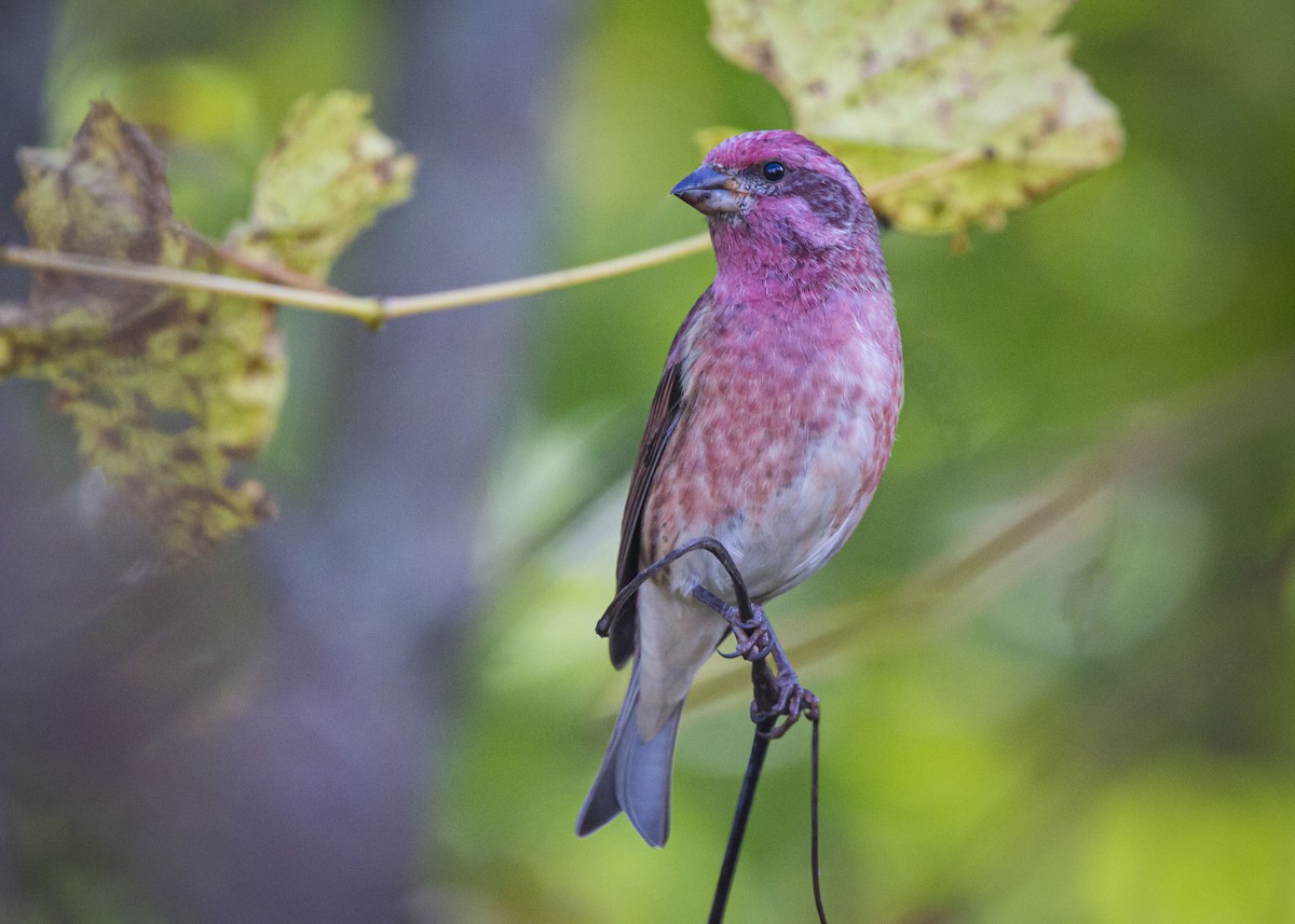 hýl nachový - ML643395445